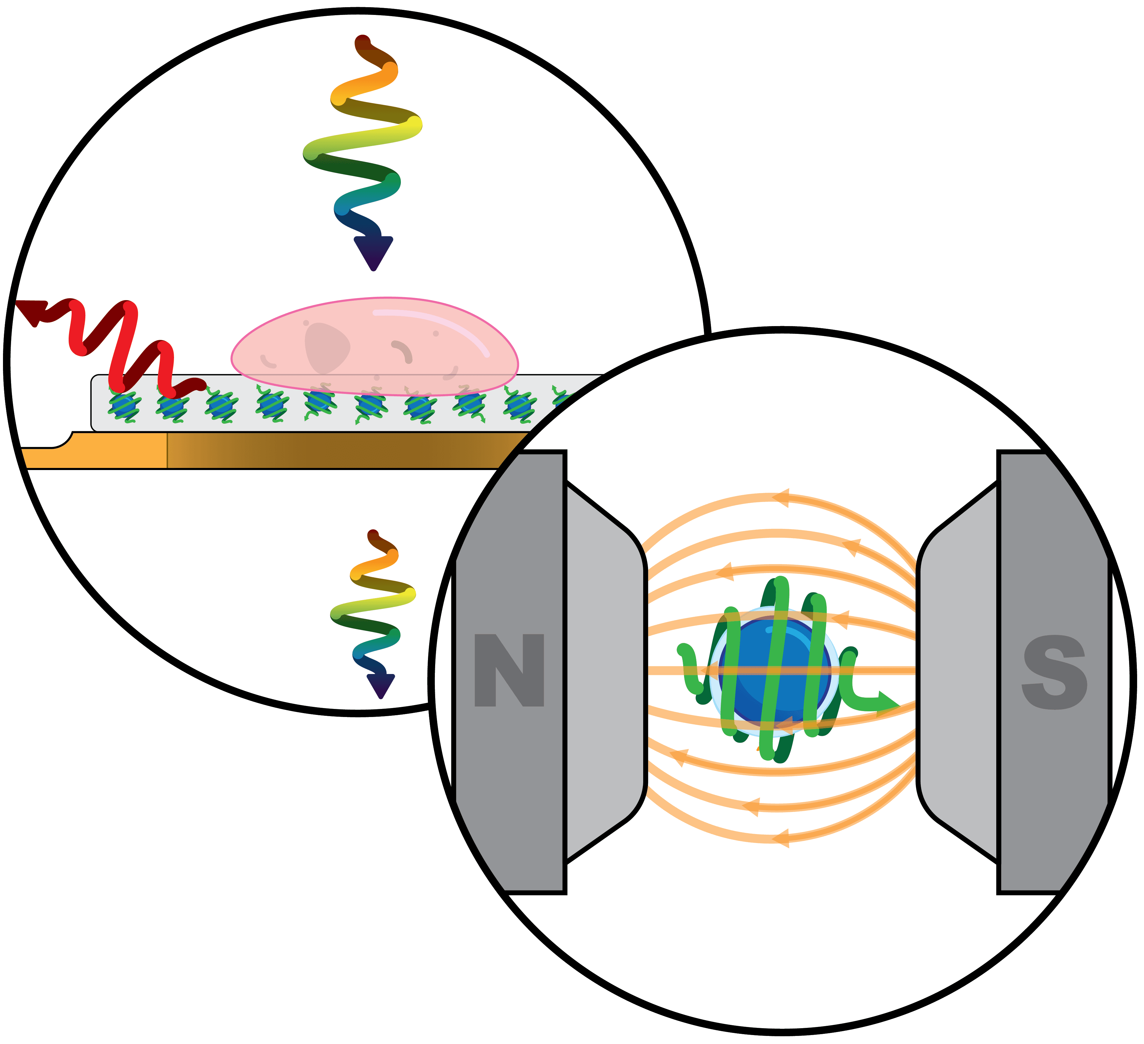 Two overlapping circles. The left circle shows a biological cell or sample on a surface, with rainbow-colored wavy arrows indicating light or spectroscopy signals. The right circle depicts a blue and green quantum spin between two large gray magnets labeled N and S, with orange magnetic field lines, representing quantum sensing or spectroscopy in a magnetic field.
