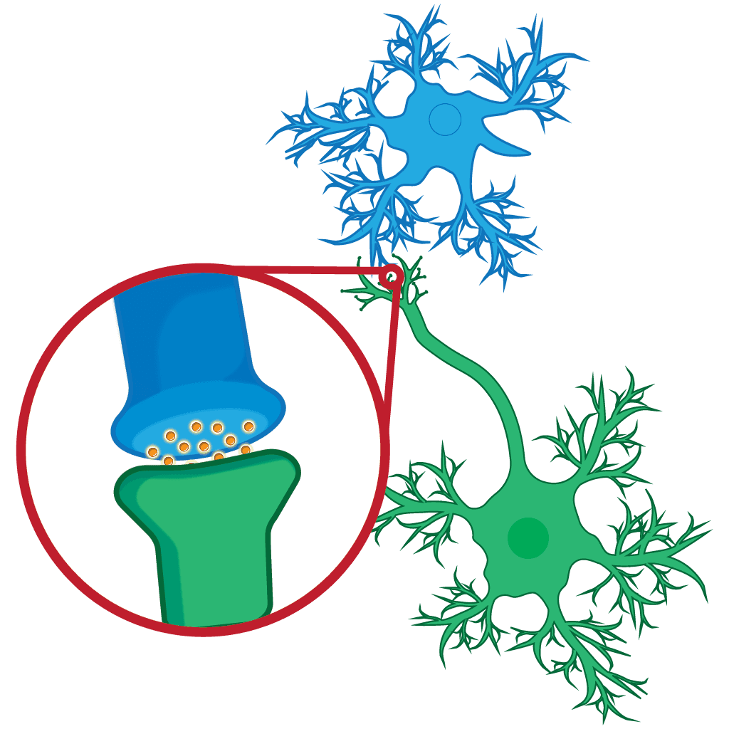 Vector art of neurons, zoomed in on where they connect