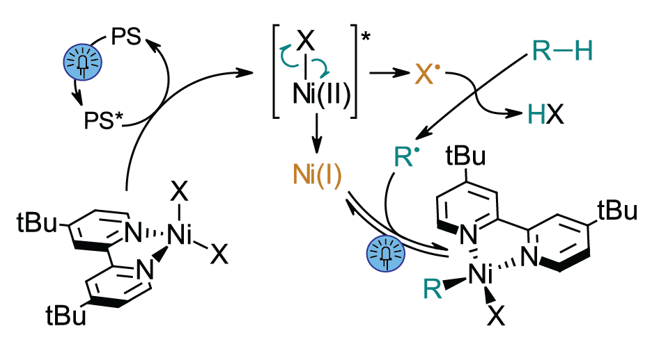 A mechanistic diagram showing photolytic activation of nickel catalysis in cross-coupling reactions. The scheme illustrates how a photosensitizer (PS, shown as a blue circle with a lightbulb) gets excited by light to PS*, which then interacts with a Ni(II) complex bearing X ligands and a bulky tBu-substituted ligand framework. The Ni(II) center undergoes photoinduced reduction to generate Ni(I) (shown in orange), which then participates in the catalytic cycle. The diagram shows formation of radical intermediates (X• and R•) and ultimately leads to product formation (R-H and HX). Key structural elements include the sterically bulky tert-butyl groups on the ligand scaffold and the coordination environment around the nickel center, demonstrating how photochemistry initiates the catalytic process.